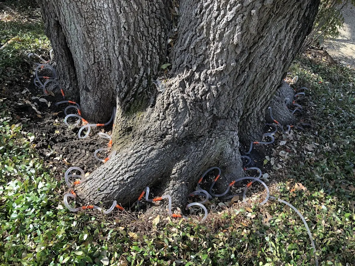 Detailed Tree Cabling and Bracing job site in Haxtun