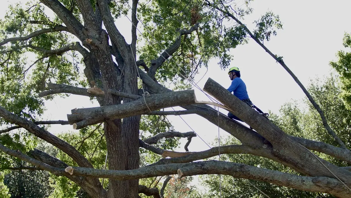 Professional Crown Thinning performed by certified arborists in Haxtun