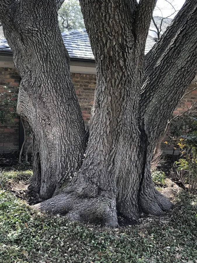 Mature heritage tree close to a Haxtun property cared for by certified arborists